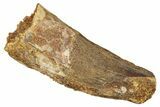 Fossil Spinosaurus Tooth - Feeding Worn Tooth #372896-1